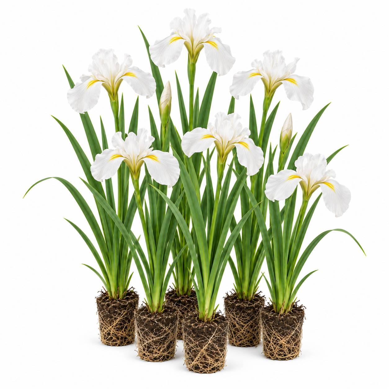 Iris blanc - Iris kaempferi - 12 plantes - Image 1