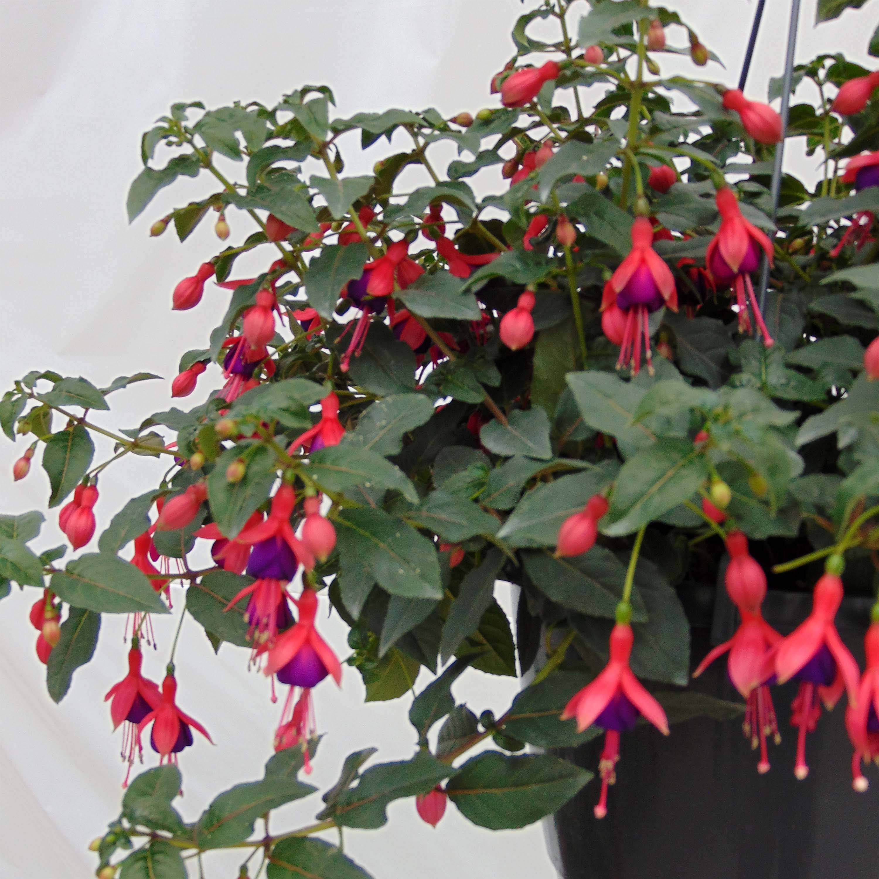 Fuchsia rustique Mrs Popple Godet de 8/9 cm
