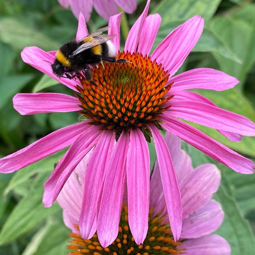 Echinacea purpurea Leuchtstern - Echinacée Godet de 8/9 cm