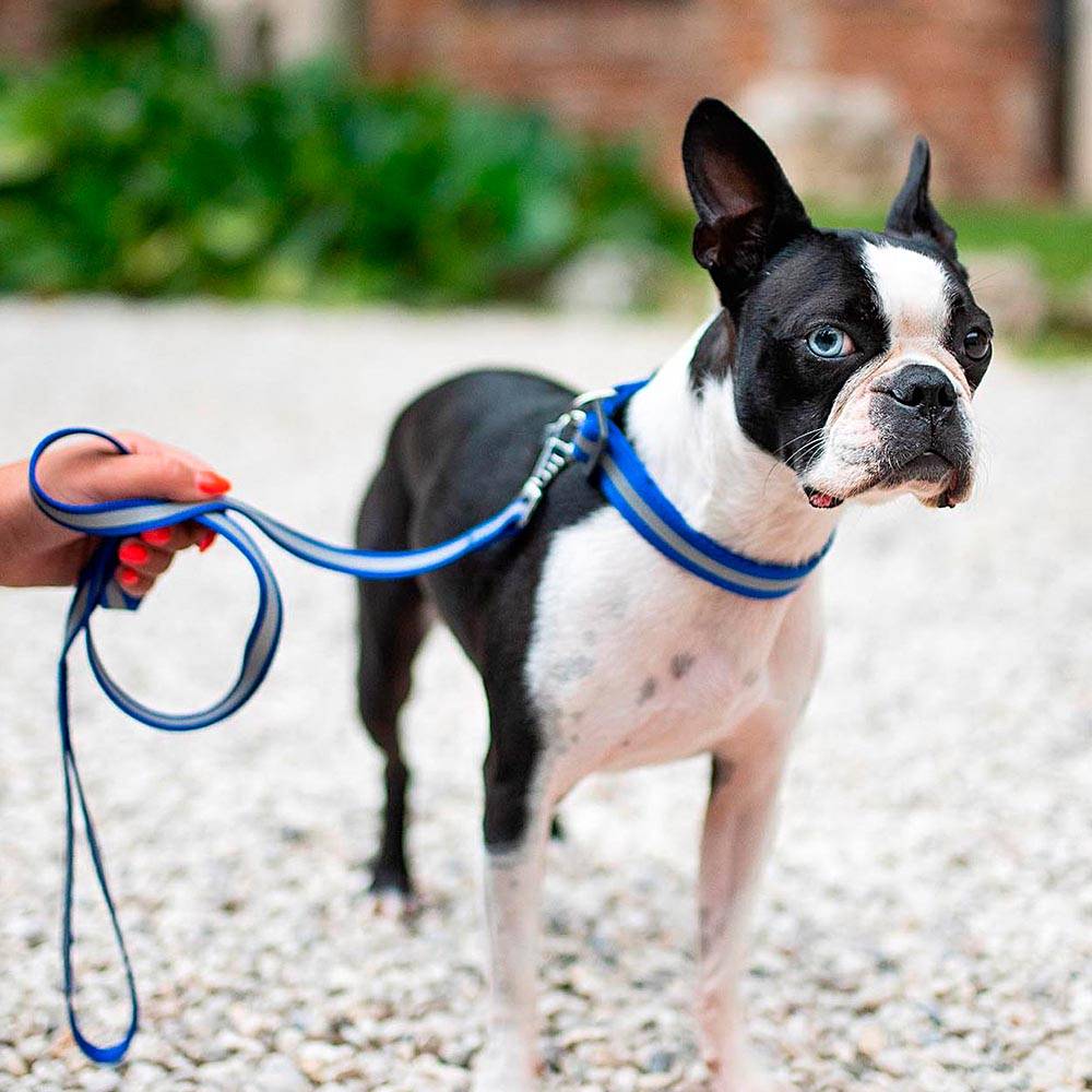 Ferplast - Laisse Réfléchissante CLUB REFLEX G20/120 pour Chiens, idéale pour les promenades en soirée - Imagen 2