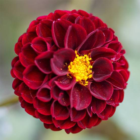 Dahlia balle Downham Royal Bulbe calibre I