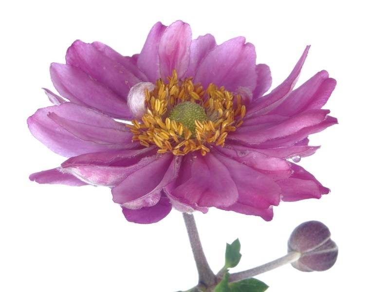 Anémone du Japon Pamina - Anemone hupehensis var. japonica Godet de 8/9 cm - Image 1