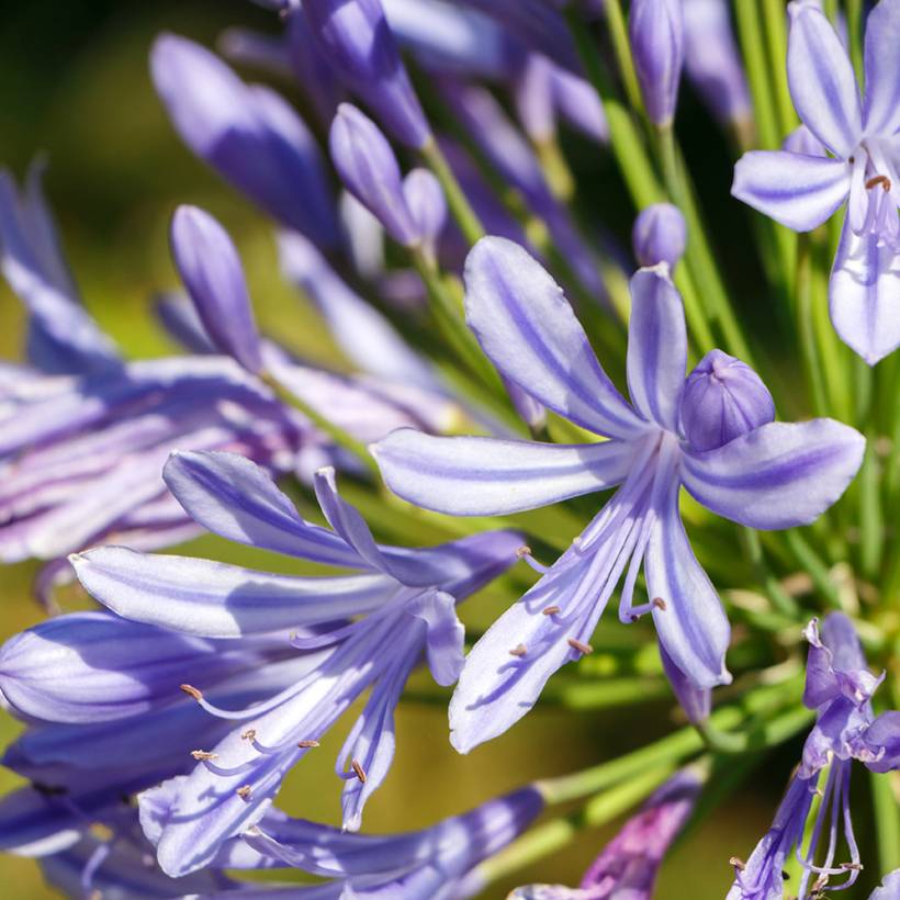 Agapanthe Vallée de l'Authion Pot de 2L/3L
