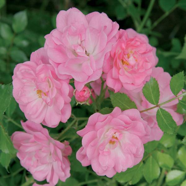 Promesse de Fleurs - Rosier couvre-sol Satina Pot de 2L/3L