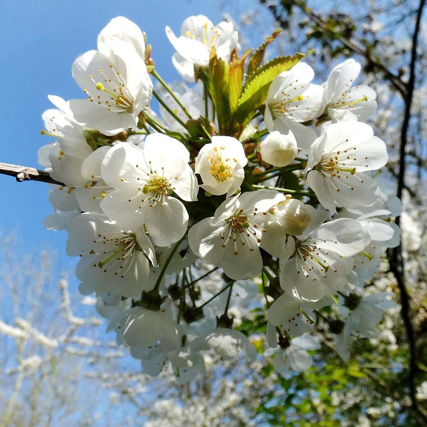Merisier des oiseaux - Prunus avium Petites Racines nues - Jardiland