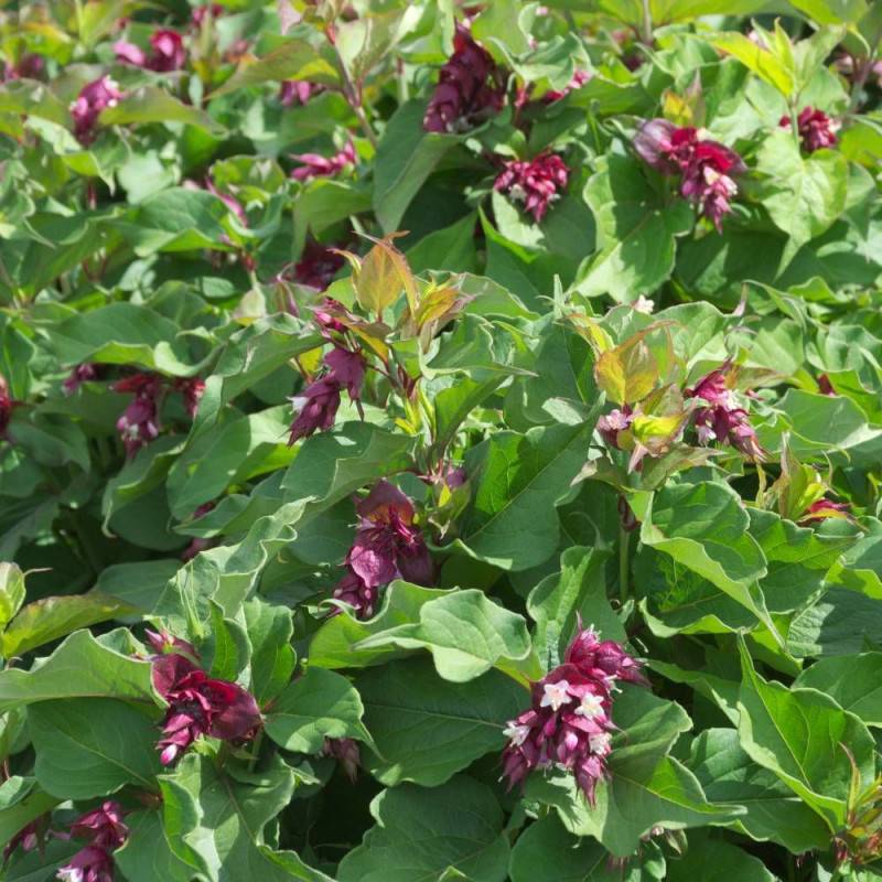 Arbre aux faisans, Leycesteria à fleurs Blanche/Rouge - feuillage Caduc - Pot de 3L - 40/60 cm - Image 1