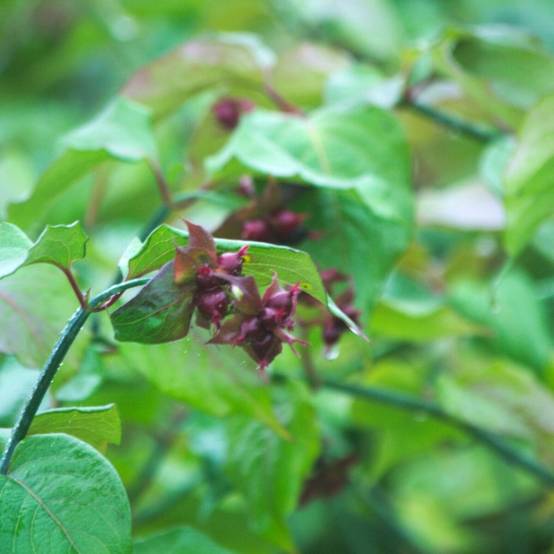 Arbre aux faisans, Leycesteria à fleurs Blanche/Rouge - feuillage Caduc - Pot de 3L - 40/60 cm - Image 3