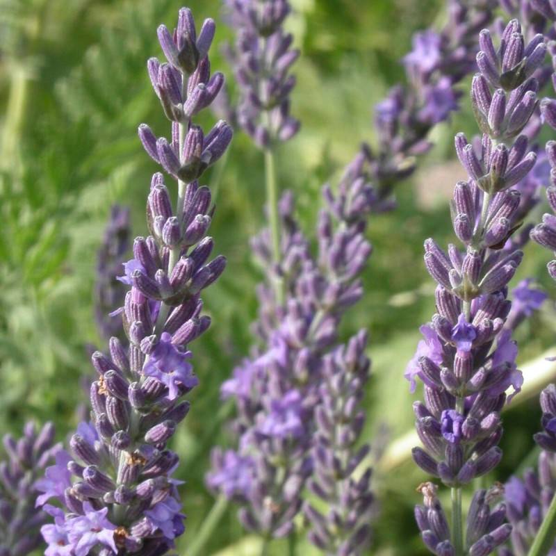 Lavande Grosso, Lavandin à fleurs Bleue - feuillage Persistant - Pot de 12L - 50/60 cm-  hauteur à maturité De 0,50 m à 1,00 m - Image 7