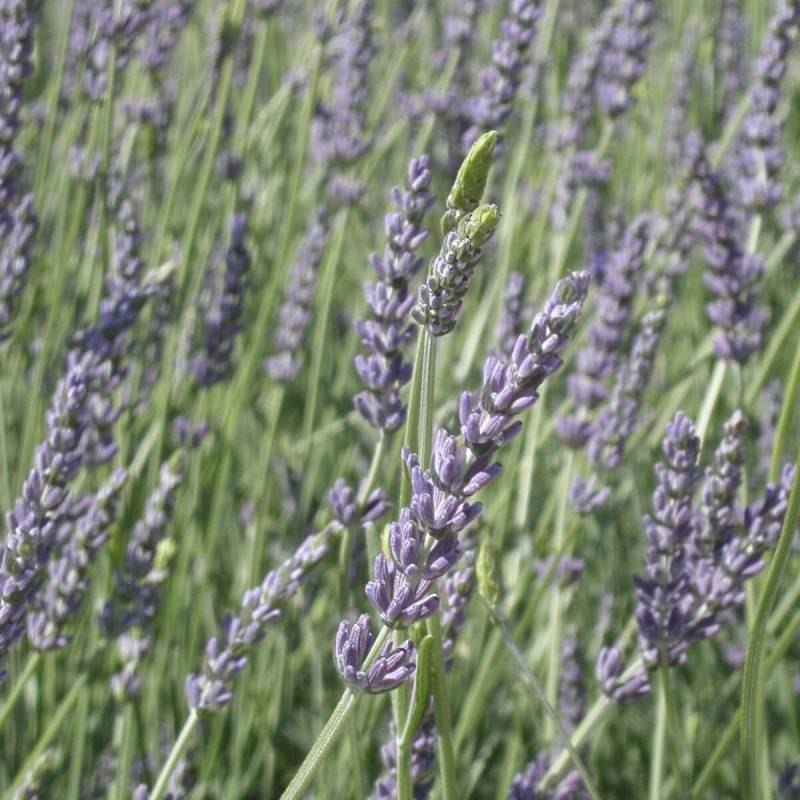 Lavande Grosso, Lavandin à fleurs Bleue - feuillage Persistant - Pot de 12L - 50/60 cm-  hauteur à maturité De 0,50 m à 1,00 m - Image 8
