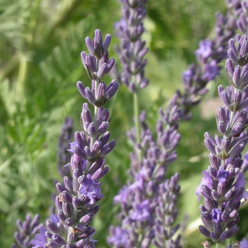 Lavande Grosso, Lavandin à fleurs Bleue - feuillage Persistant - Pot de 12L - 50/60 cm-  hauteur à maturité De 0,50 m à 1,00 m - Image 10
