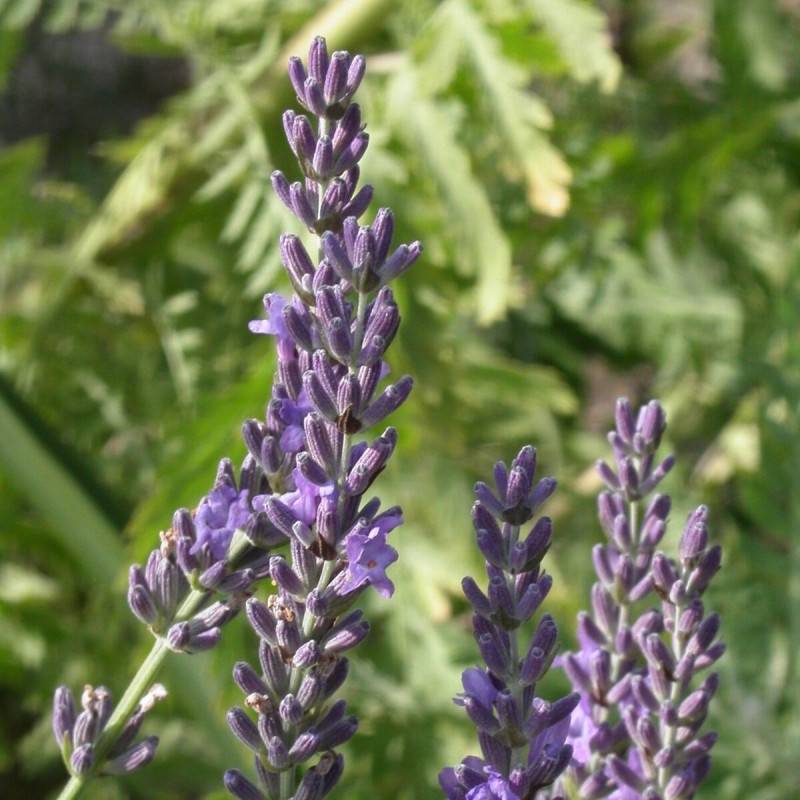 Lavande Grosso, Lavandin à fleurs Bleue - feuillage Persistant - Pot de 12L - 50/60 cm-  hauteur à maturité De 0,50 m à 1,00 m - Image 6