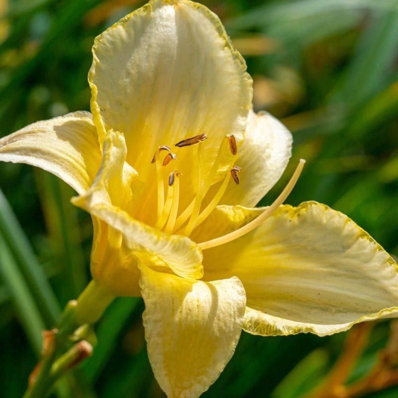 3 Hémérocalles 'Ice Carnival' (Hemerocallis) - Lot de 3 vivaces - Pépinières Naudet