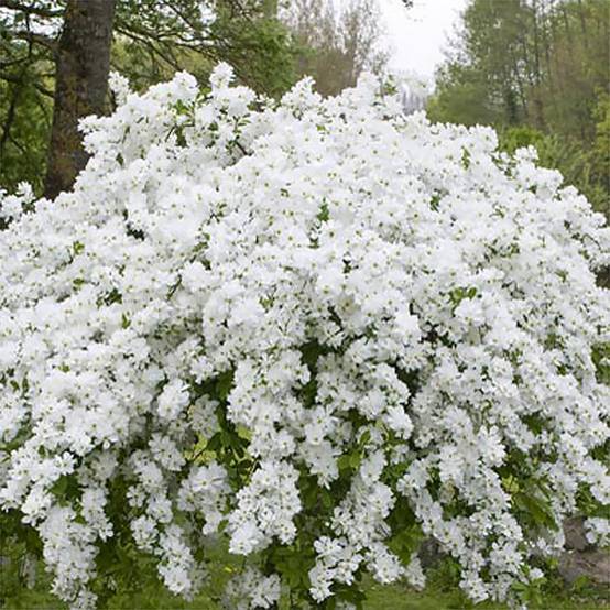 Promesse de Fleurs - Exochorda racemosa Snow Mountain - Arbuste aux perles Pot de 3L/4L - Image 1