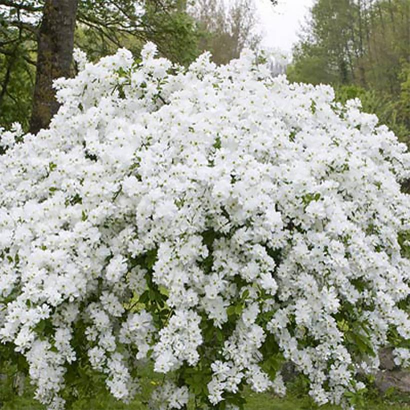 Promesse de Fleurs - Exochorda racemosa Snow Mountain - Arbuste aux perles Pot de 3L/4L - Image 1