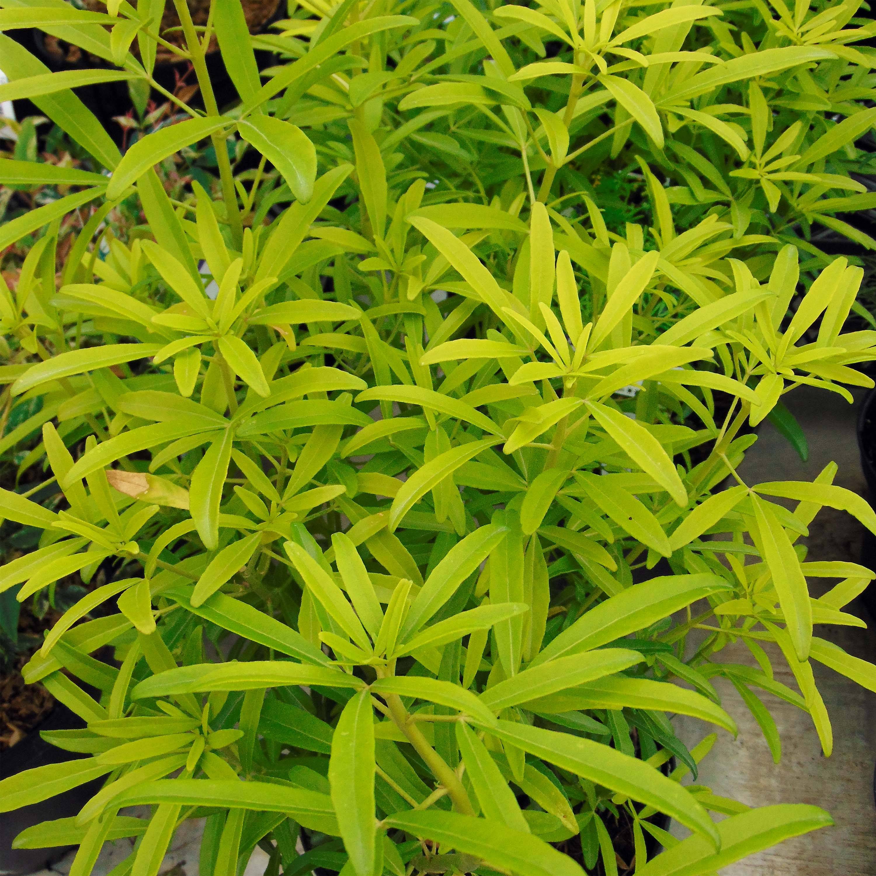 Choisya Aztec Gold - Oranger du Mexique Pot de 7,5L/10L - Image 1