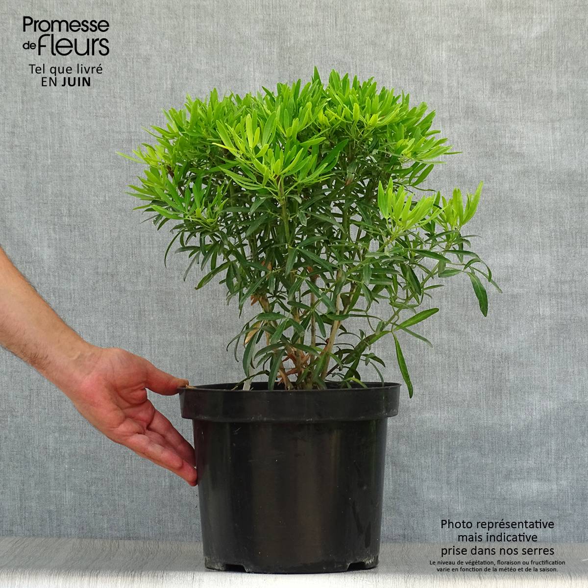 Choisya Aztec Gold - Oranger du Mexique Pot de 7,5L/10L - Image 2