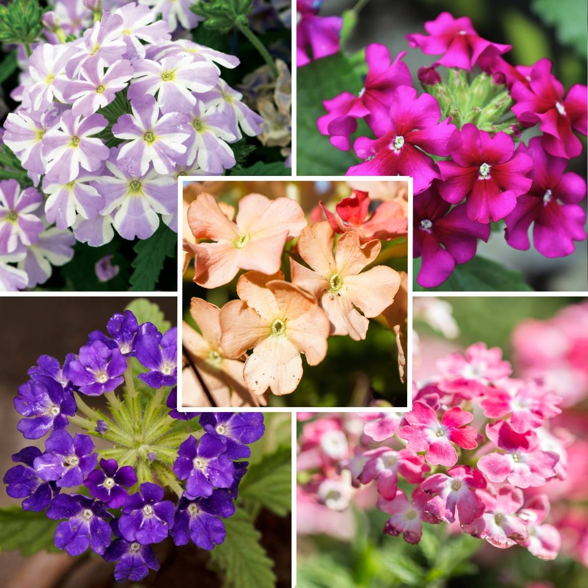 Collection 5 Verveines assorties pour jardinières - Collection de 5 plantes