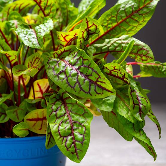 Promesse de Fleurs - Oseille sanguine Blood Veined - Rumex sanguineus le sachet de 250 graines environ (0,3g)