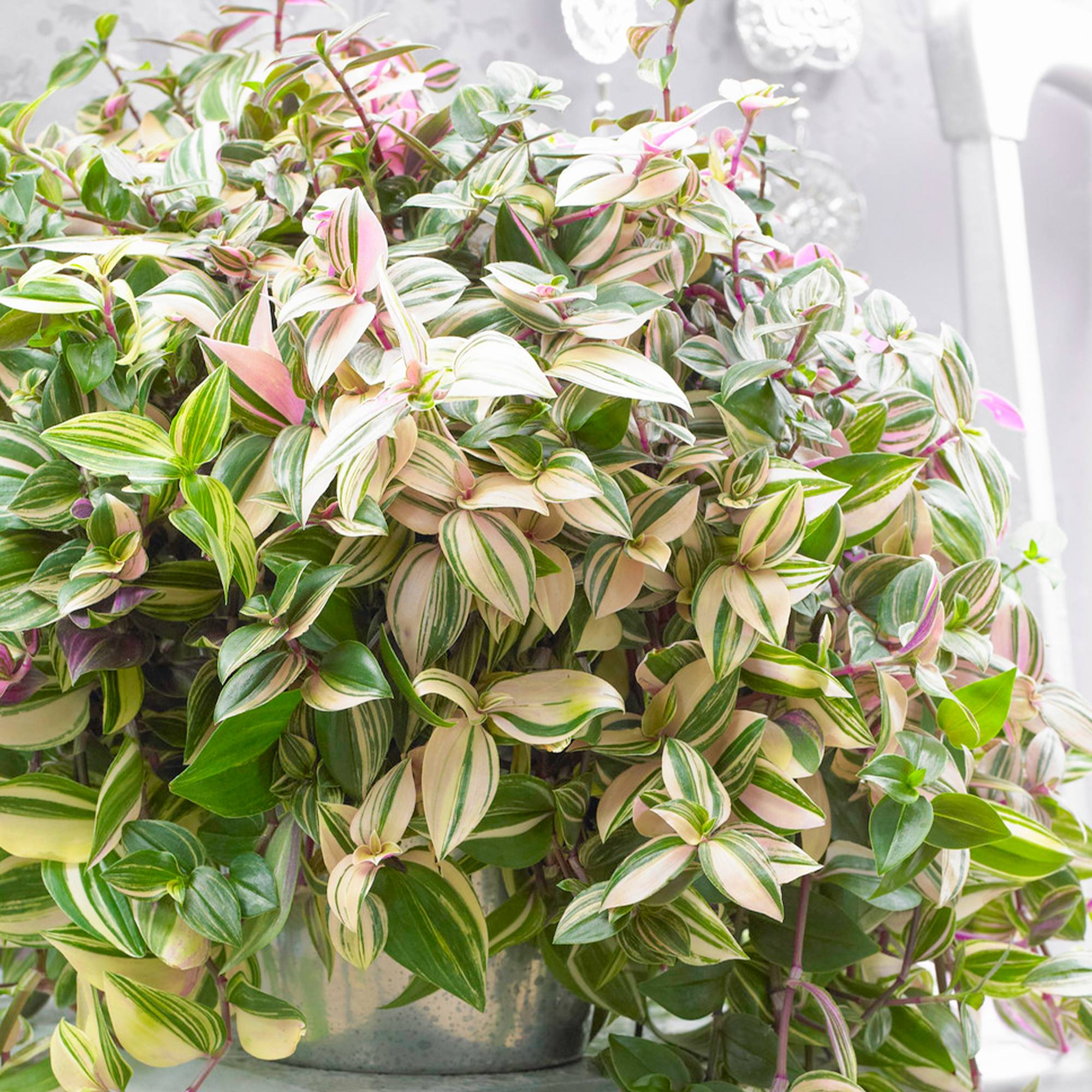 Gardenersdream - 1 X Tradescantia Zebrina Quadricolore | Misère Plante D’Intérieur À Quatre Couleurs  - GardenersDream - Imagen 1