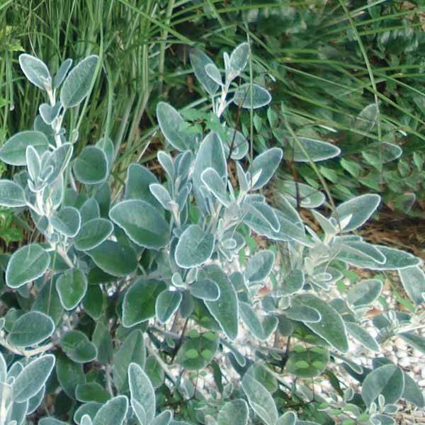 Promesse de Fleurs - Sauge officinale Berggarten Pot de 1,5L/2L