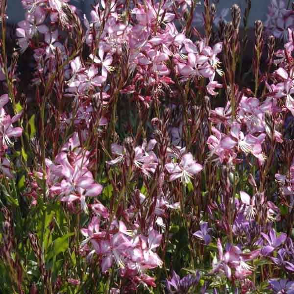 Promesse de Fleurs - Gaura lindheimeri Rosy Jane Pot de 2L/3L