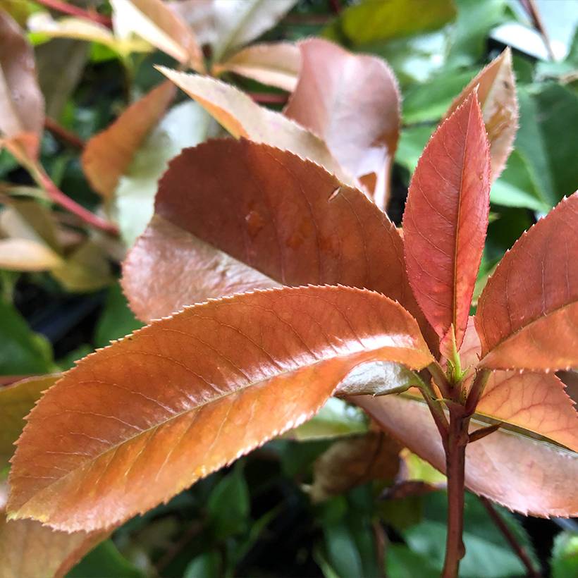 Promesse de Fleurs - Photinia fraseri Red Robin Blood Godet de 8/9 cm