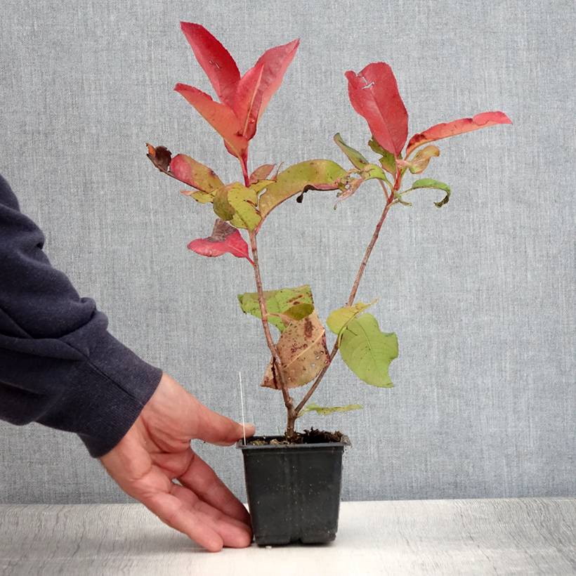 Promesse de Fleurs - Photinia fraseri Red Robin Blood Godet de 8/9 cm - Image 2