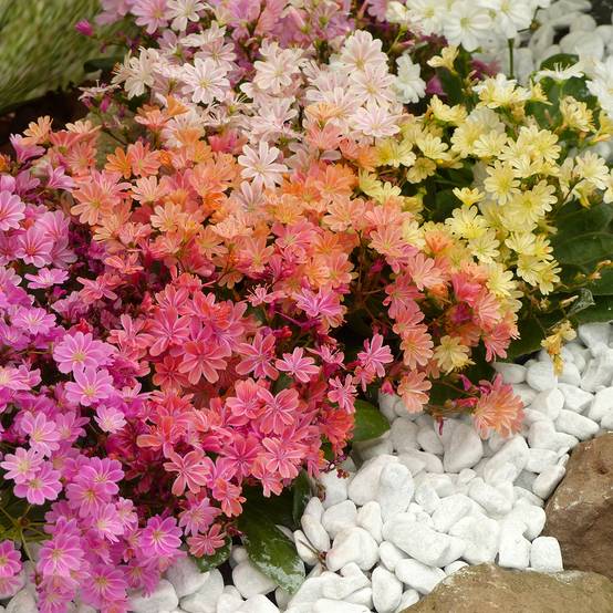 Graines de Lewisia cotyledon Elise Mix le sachet de 12 graines environ