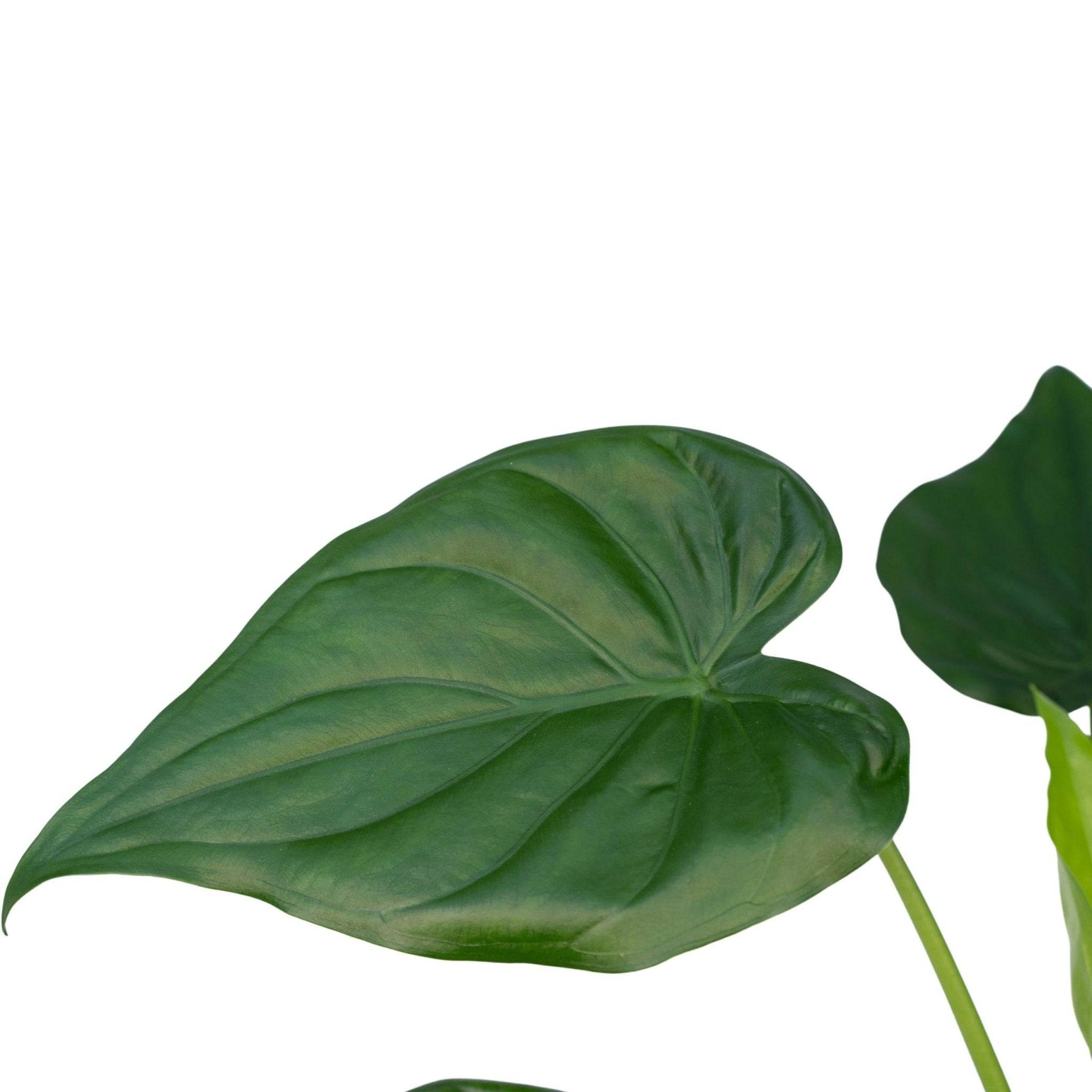 La Green Touch - Alocasia Cucullata 55cm - Plante d'intérieur- La Green Touch x Une seule - Imagen 3