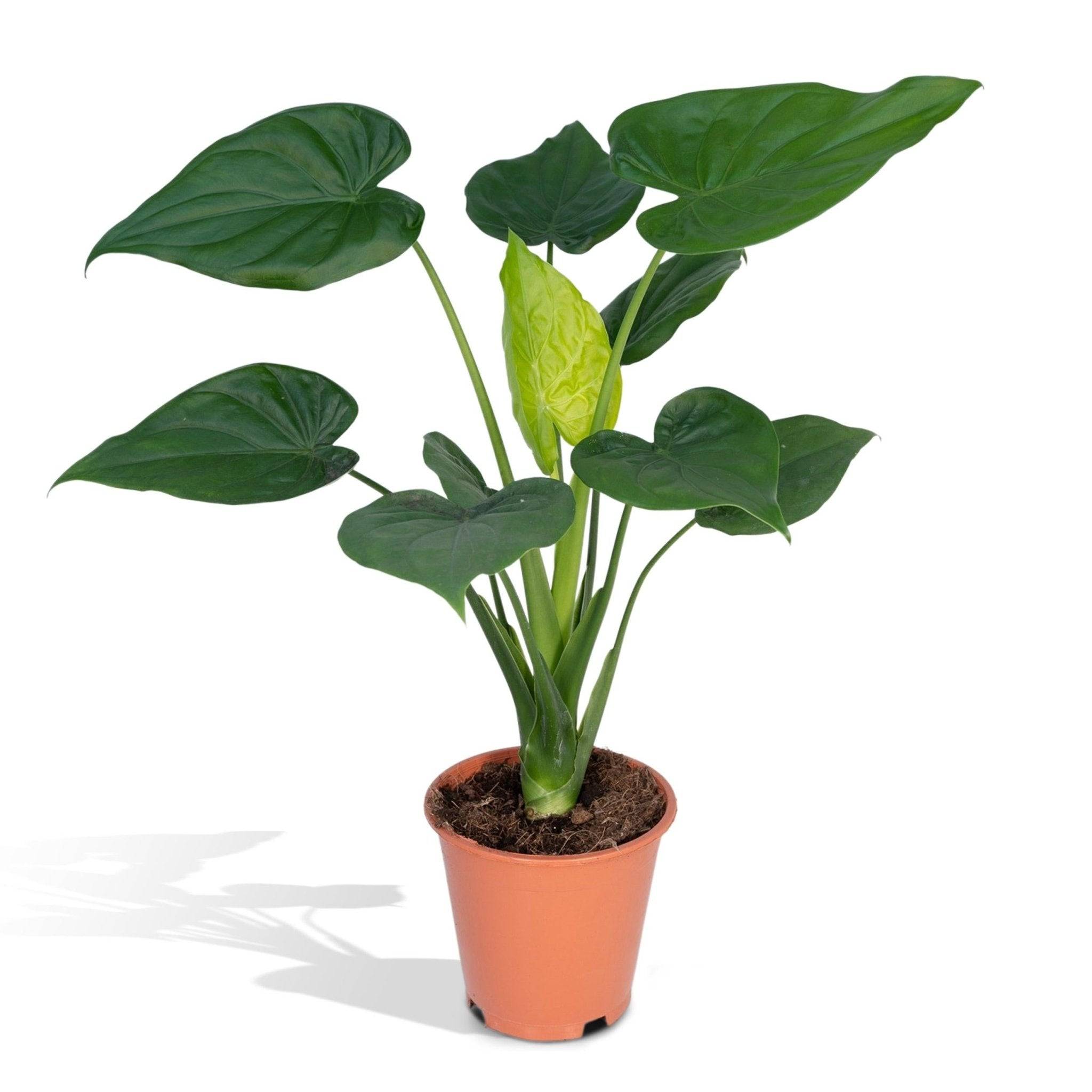 La Green Touch - Alocasia Cucullata 55cm - Plante d'intérieur- La Green Touch x Une seule - Imagen 1