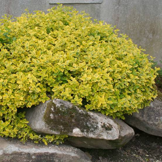 Promesse de Fleurs - Euonymus fortunei Emerald 'n gold - Fusain Pot de 1L/1,5L - Image 1