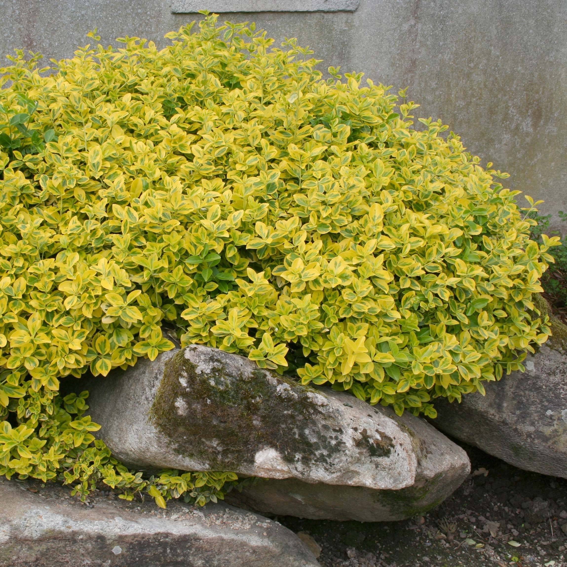 Promesse de Fleurs - Euonymus fortunei Emerald 'n gold - Fusain Pot de 1L/1,5L - Image 1
