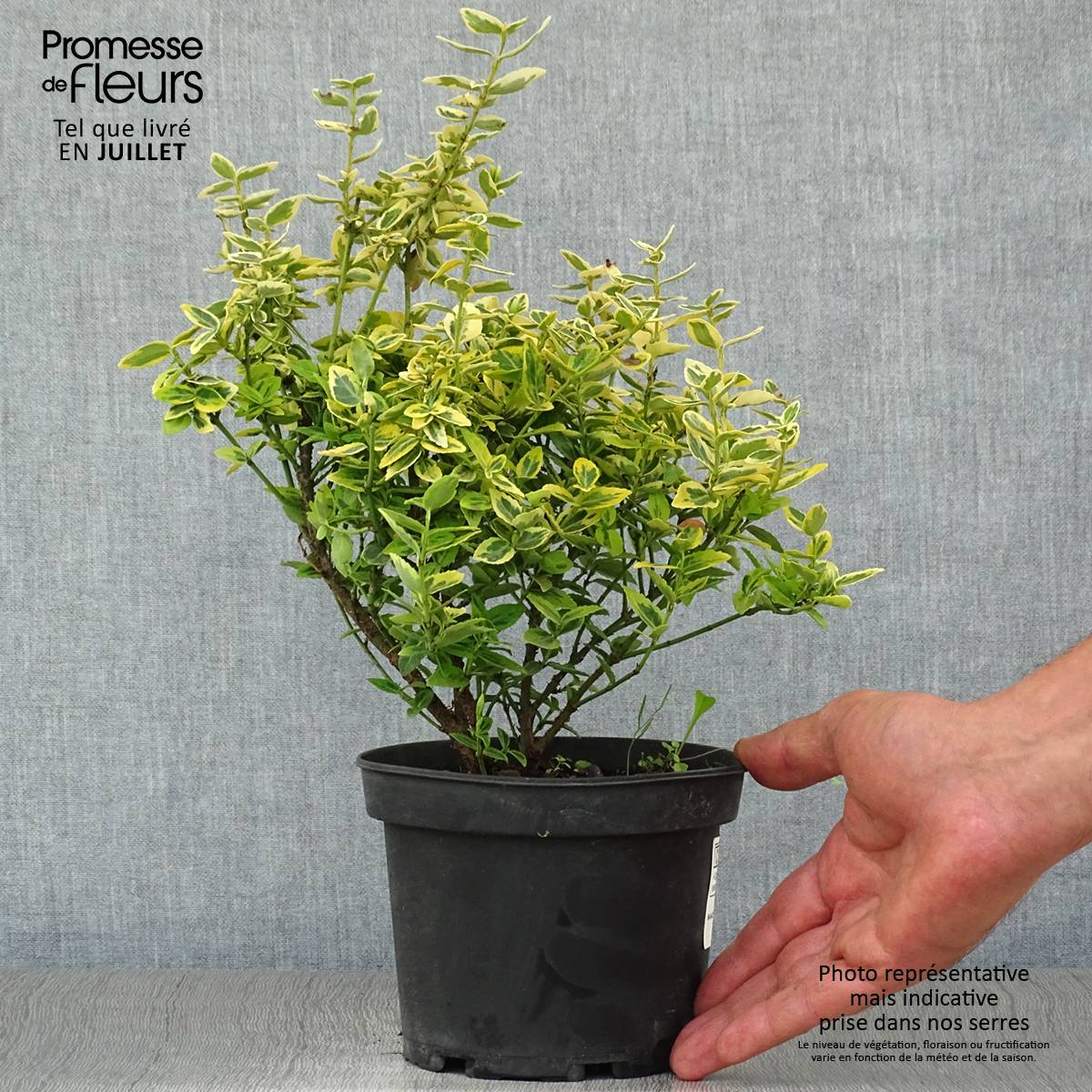 Promesse de Fleurs - Euonymus fortunei Emerald 'n gold - Fusain Pot de 1L/1,5L - Image 2