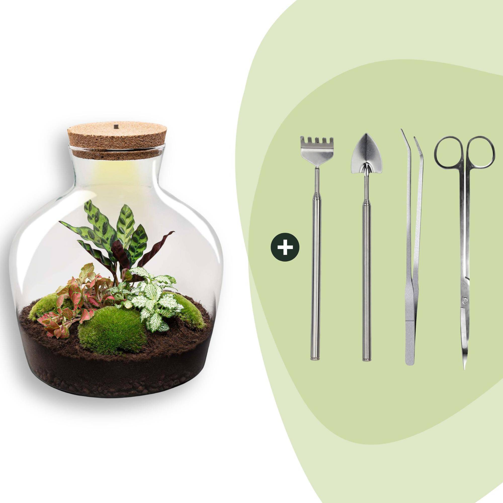 Terrarium à composer bouteille en verre recyclé - Ø29-H30cm - avec kit 4 outils - Calathea Fittonia - Terrarium DIY - Image 1