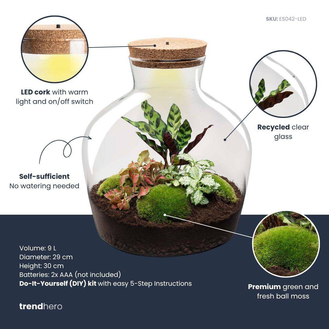 Terrarium à composer bouteille en verre recyclé - Ø29-H30cm - avec kit 4 outils - Calathea Fittonia - Terrarium DIY - Image 2