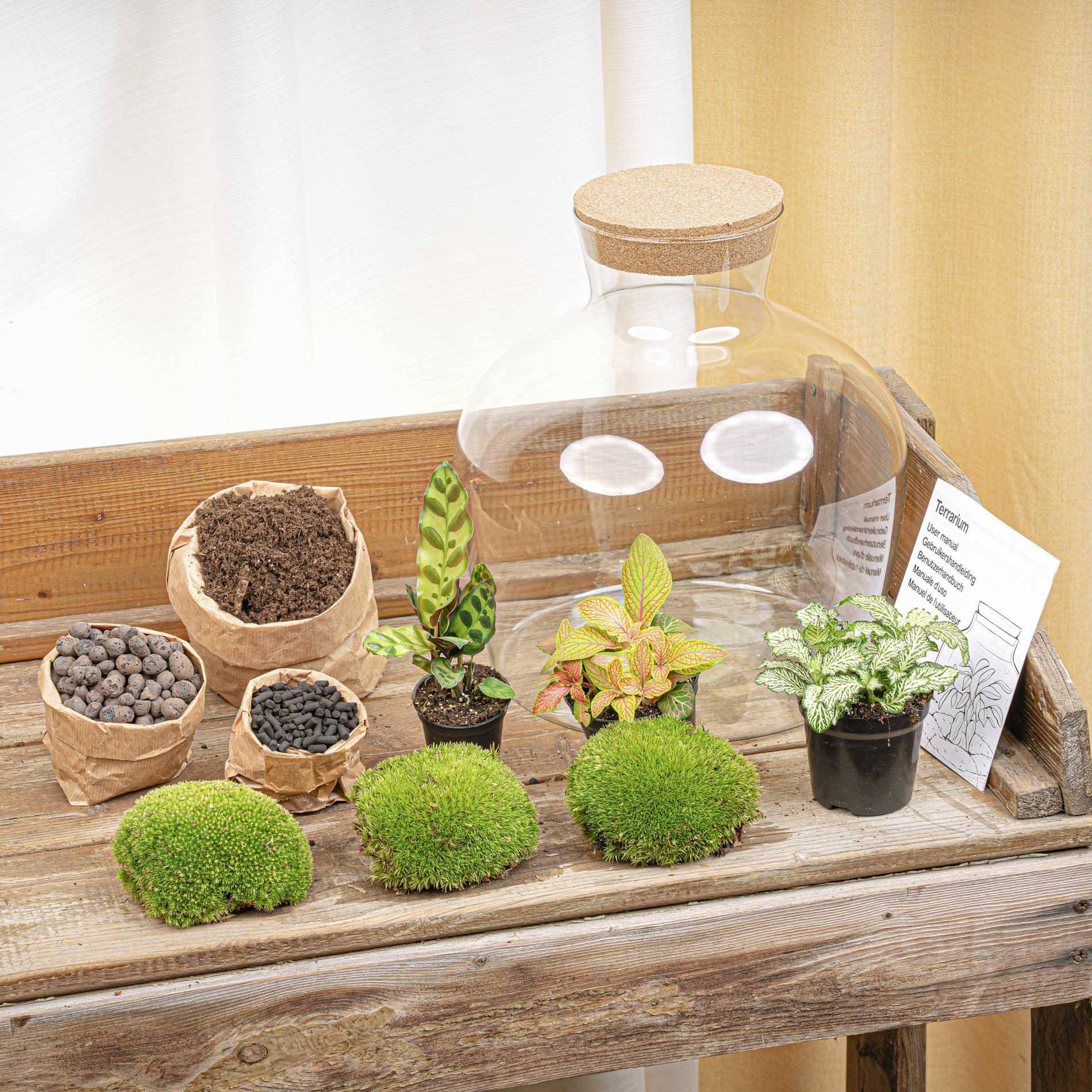 Terrarium à composer bouteille en verre recyclé - Ø29-H30cm - avec kit 4 outils - Calathea Fittonia - Terrarium DIY - Image 3