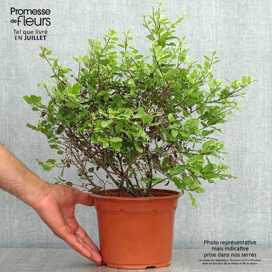 Promesse de Fleurs - Pittosporum tenuifolium Tom Thumb - Pittosporum à petites feuilles Pot de 2L/3L - Image 2