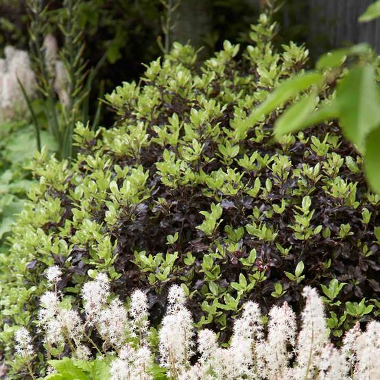 Promesse de Fleurs - Pittosporum tenuifolium Tom Thumb - Pittosporum à petites feuilles Pot de 2L/3L - Image 1