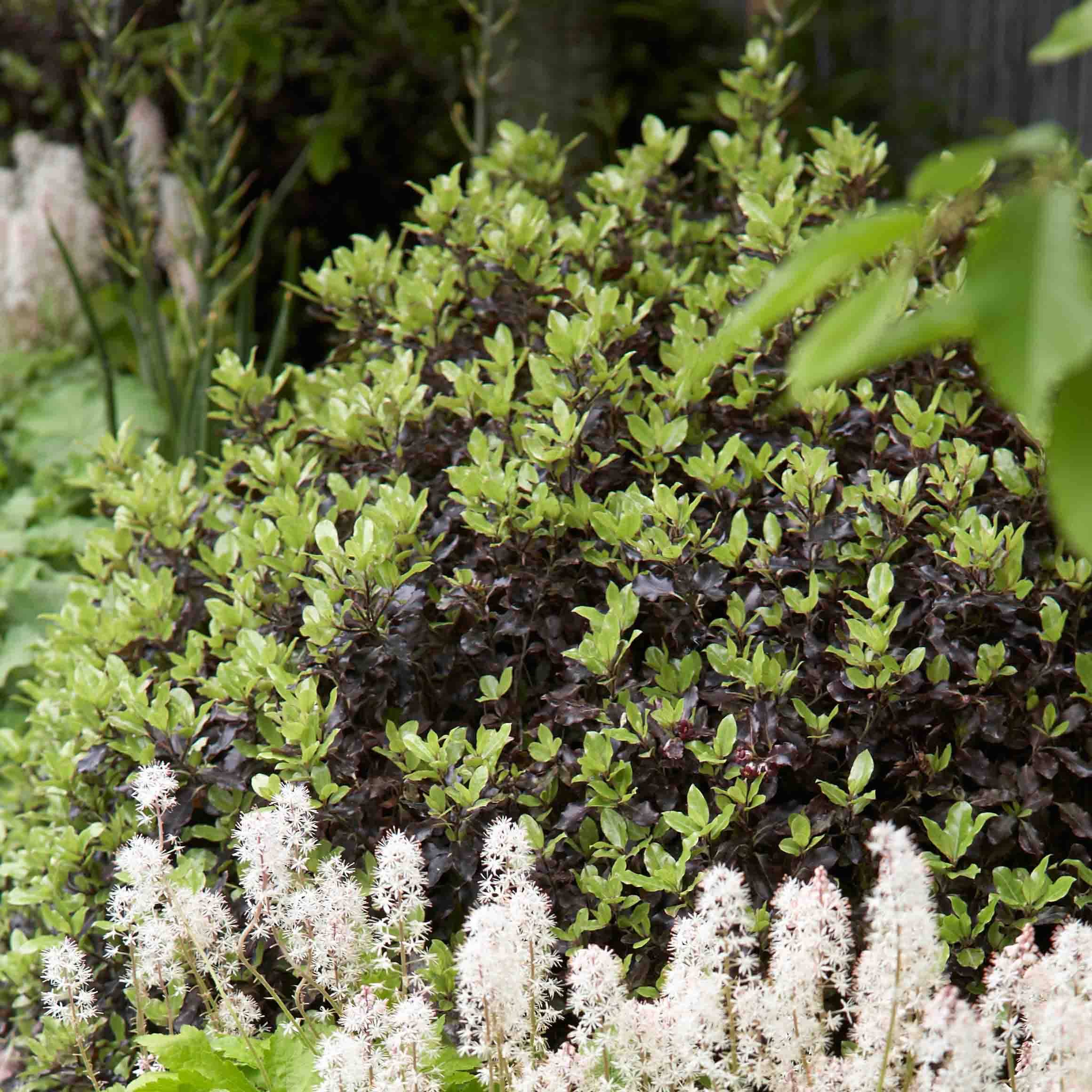 Promesse de Fleurs - Pittosporum tenuifolium Tom Thumb - Pittosporum à petites feuilles Pot de 2L/3L - Image 1