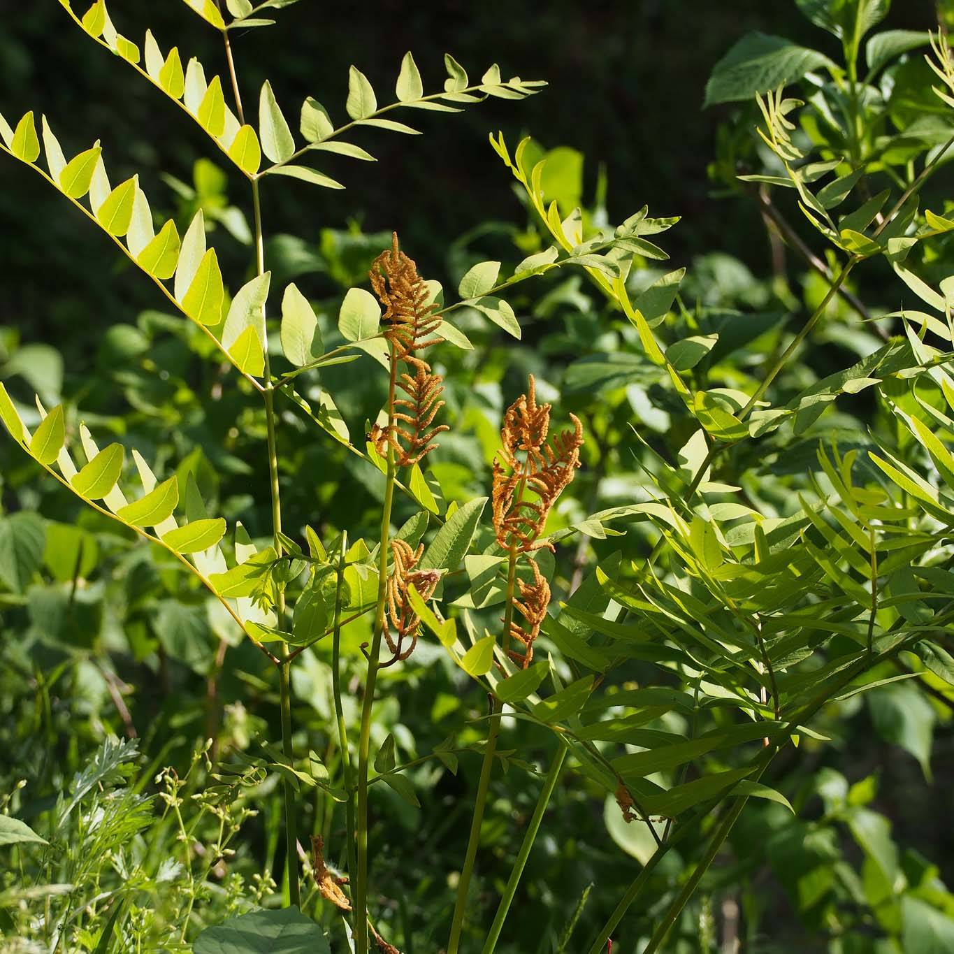Osmunda japonica - Fougère Godet de 8/9 cm