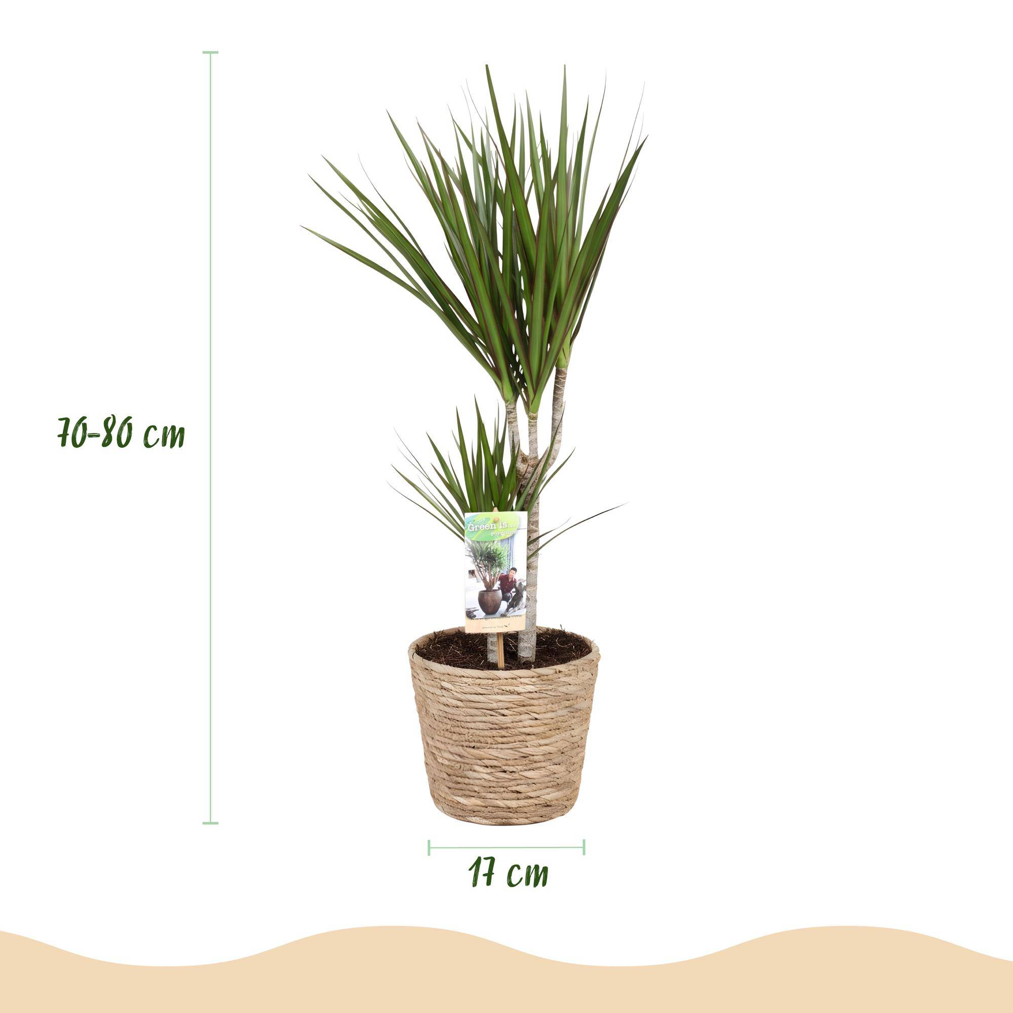 Dracaena Marginata - Pot de 17cm - Plantes d'intérieur - Image 3