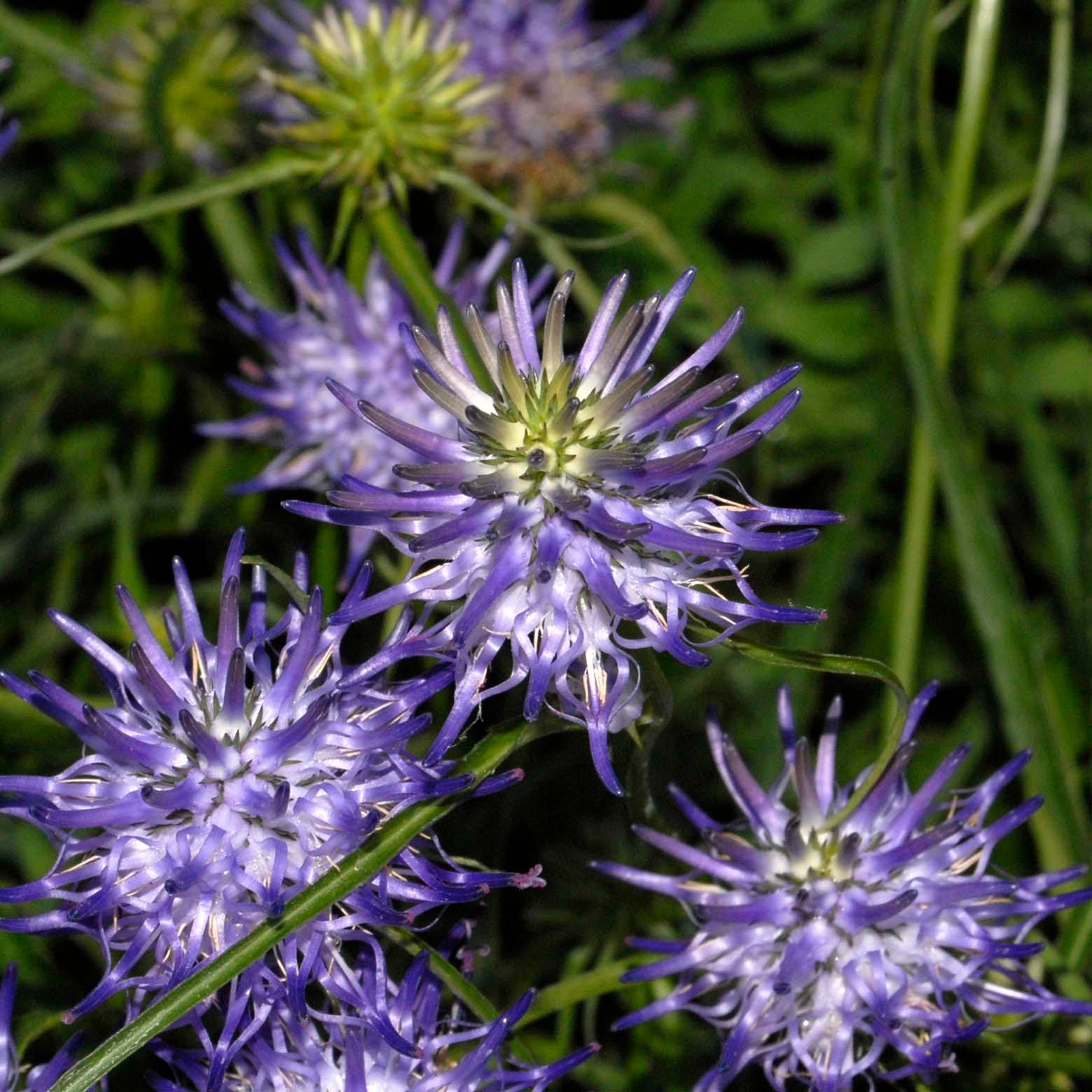 Promesse de Fleurs - Phyteuma scheuchzeri - Raiponce de Scheuchzer Godet de 8/9 cm