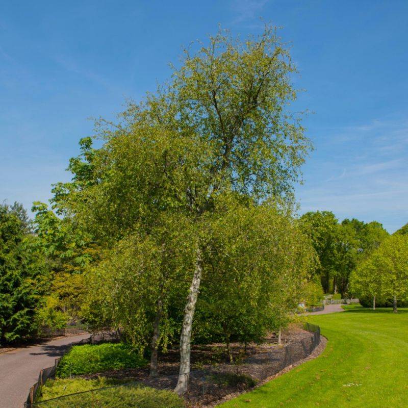 Bouleau pubescent (Betula pubescens) - Godet - Taille 20/40cm - Pépinières Naudet