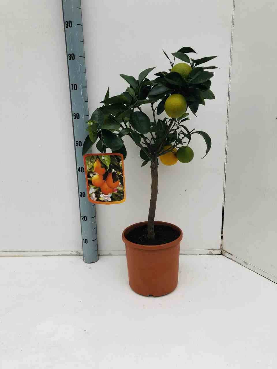 0 - Citrus sinensis (oranger) Périmètre de tronc 20/30cm - 150/200cm