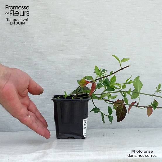 Euonymus fortunei Coloratus - Fusain rampant Godet de 8/9 cm - Image 2