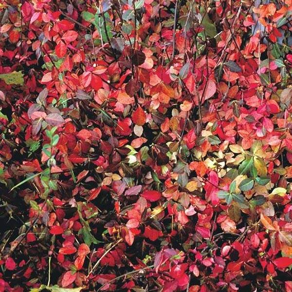 Euonymus fortunei Coloratus - Fusain rampant Godet de 8/9 cm - Image 1