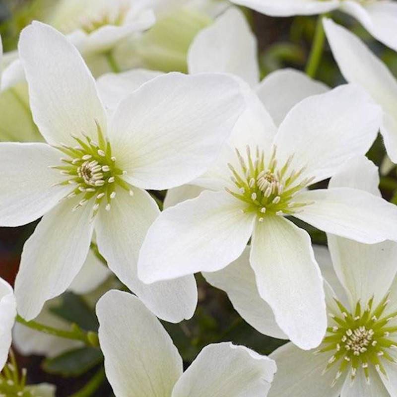 Clématite cartmanii Kimiko™ 'Evipo066' à fleurs Blanche - feuillage Persistant - Pot de 1,5L - Tuteur bambou 30/60 cm-  hauteur à maturité De 1,00 m à - Imagen 6