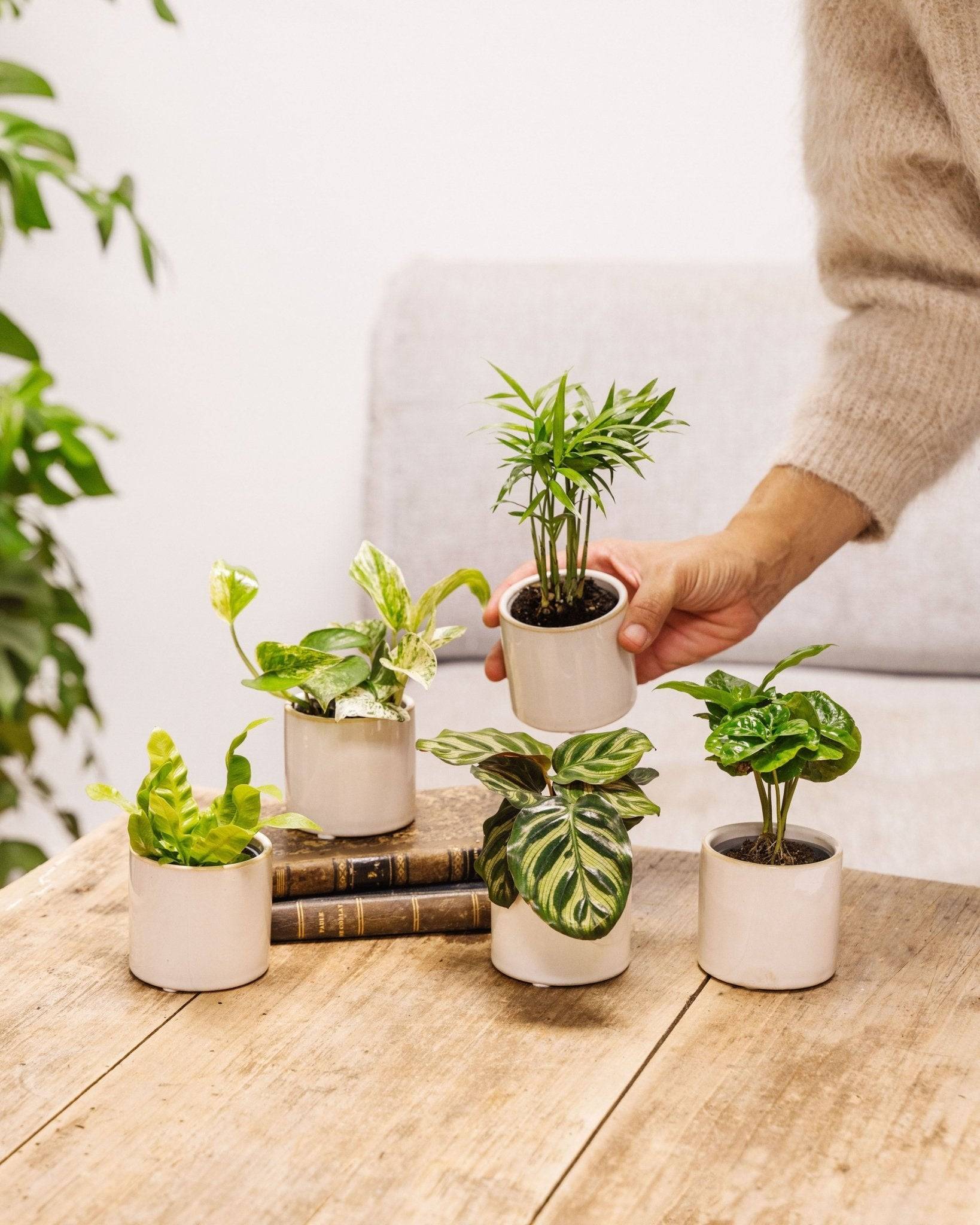 La Green Touch - Coffret baby plantes 27cm - Plante d'intérieur- La Green Touch - Imagen 2