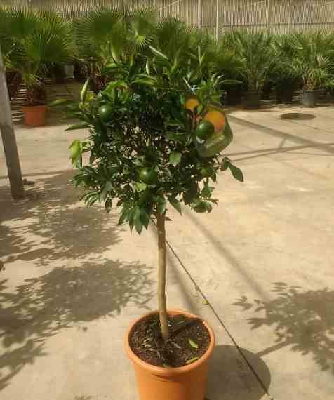 0 - Citrus clementina (Clementinier) Pot de 7 litres - 100/120 cm - Image 3