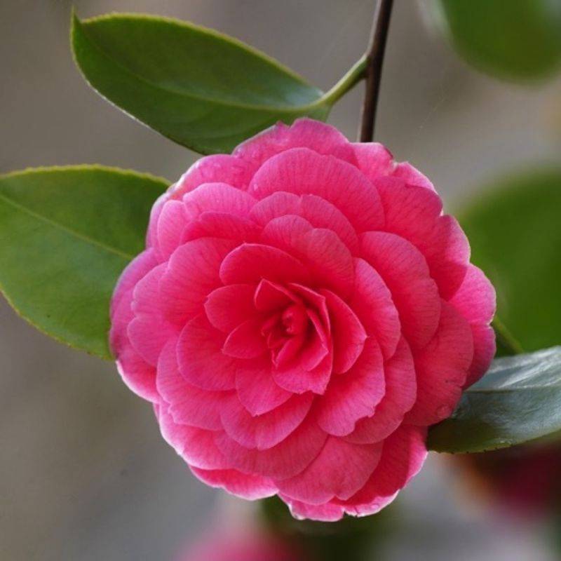 Camélia du Japon 'Madame Lebois' (Camellia japonica 'Madame Lebois') - Godet 9cm - Pépinières Naudet - Imagen 1